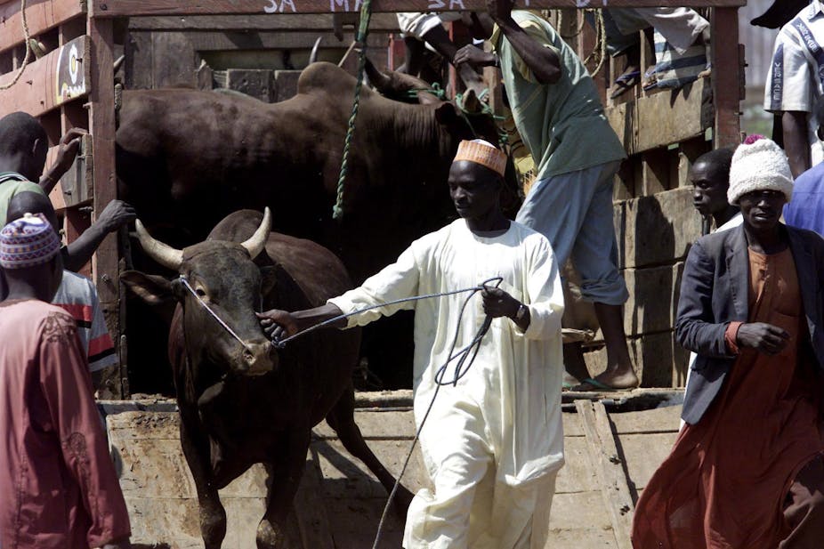 Why Nigeria’s Insecure Forests Are Fertile Ground for Cattle Rustlers