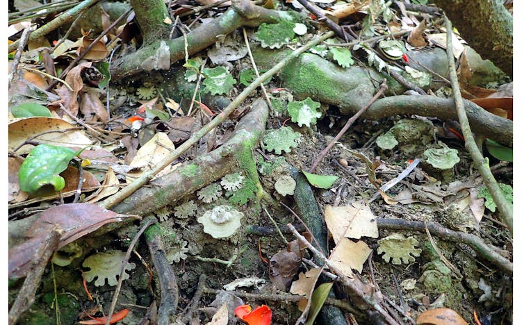 Trapdoor spider species that stay local put themselves at risk