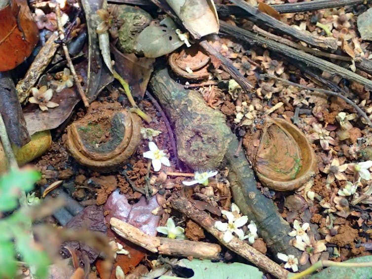 Trapdoor spider species that stay local put themselves at risk