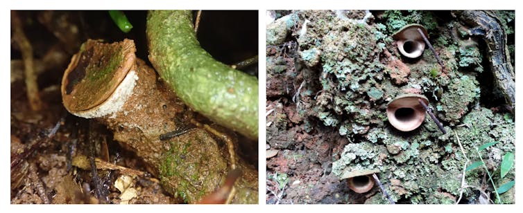 Trapdoor spider species that stay local put themselves at risk