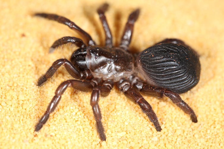 Trapdoor spider species that stay local put themselves at risk