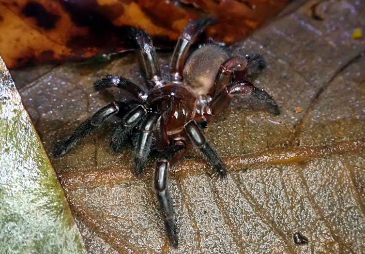 Fifty new species of spider discovered in far north Australia, Spiders
