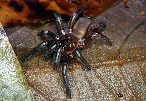 Trapdoor spider species that stay local put themselves at risk