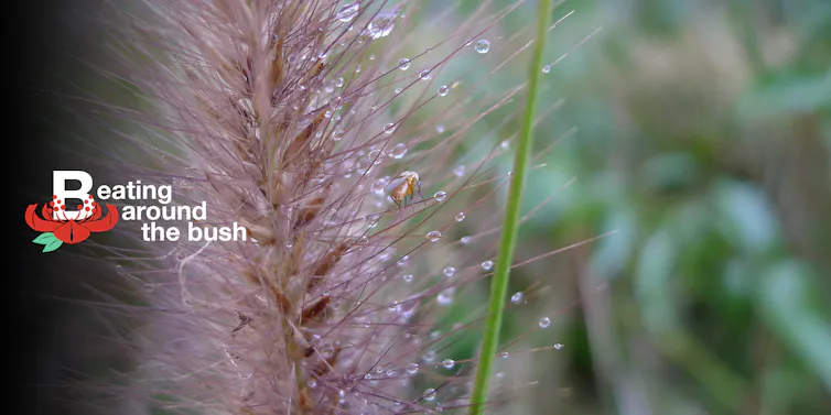 The swamp foxtail’s origin is hidden in its DNA | Kevin's Walk on the ...
