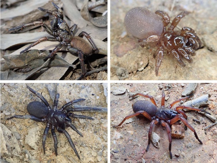 Trapdoor spider species that stay local put themselves at risk