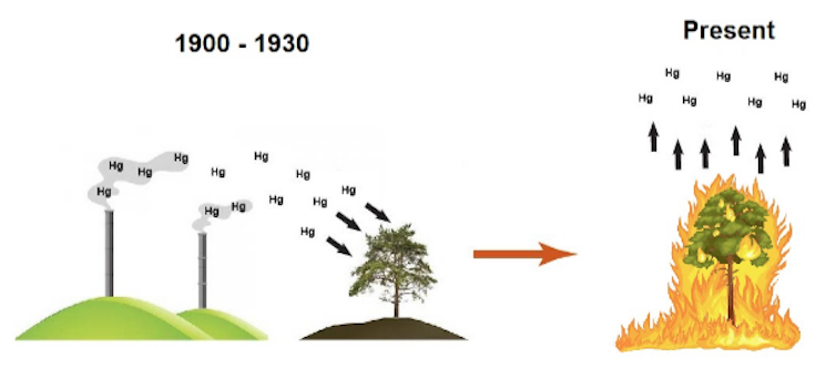 Mercury pollution from decades past may have been re-released by Tasmania's bushfires