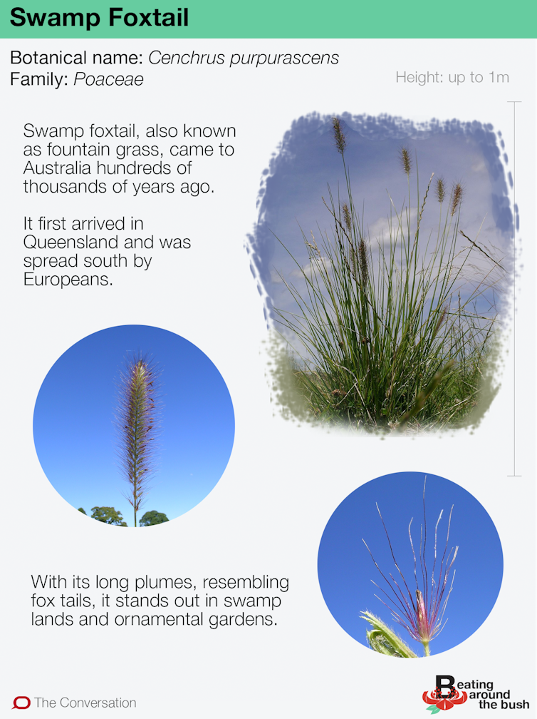 The swamp foxtail's origin is hidden in its DNA