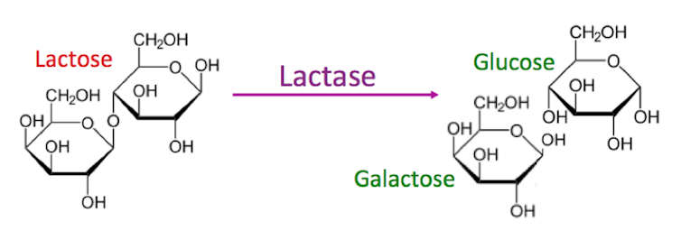 Can changing the microbiome reverse lactose intolerance?