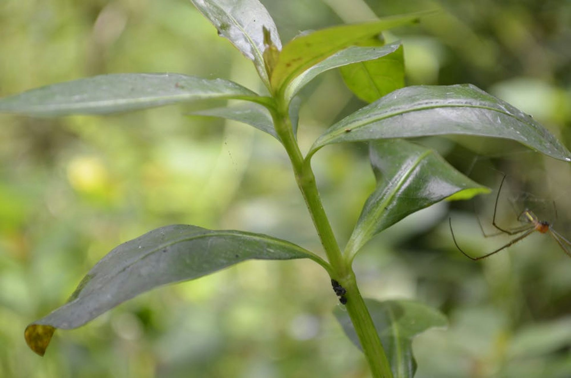 Menelusuri Biodiversitas Urban Di Cikapundung Apa Saja Temuannya