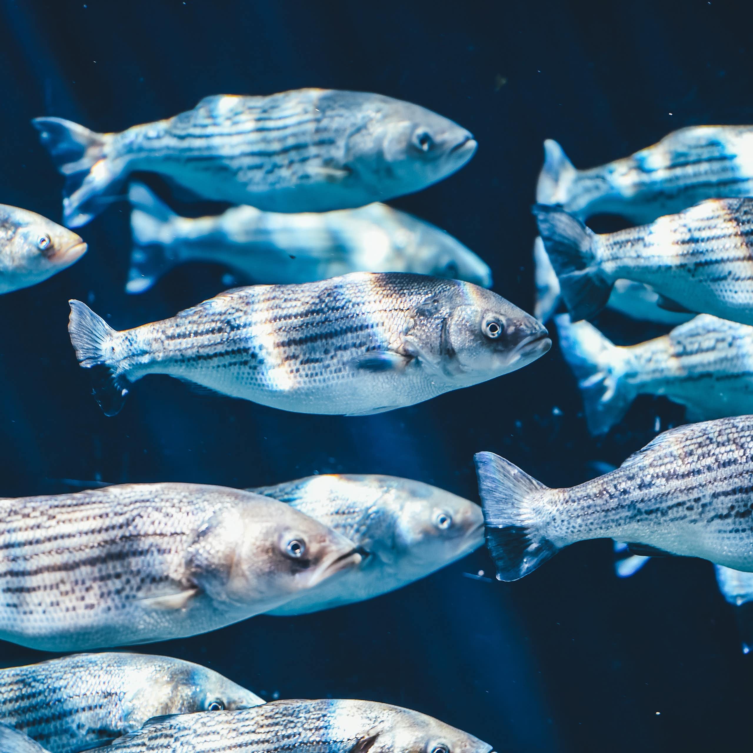 Lendir pada ikan bisa menjadi obat antibiotik baru