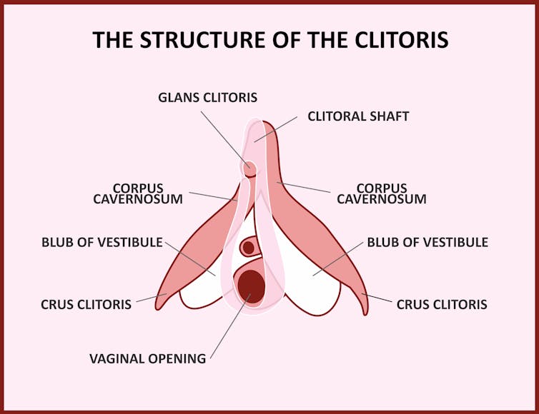 Five things you should know about the clitoris