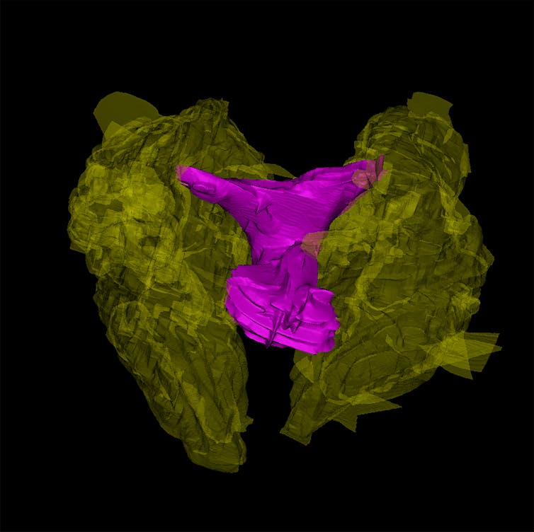 All female mammals have a clitoris – we're starting to work out what that means for their sex lives