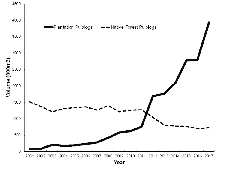 Logged native forests mostly end up in landfill, not in buildings and furniture