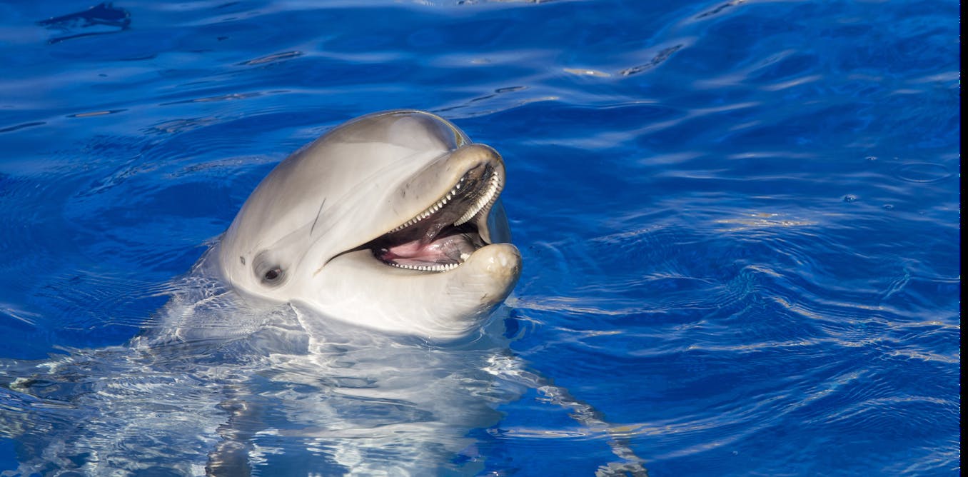 All female mammals have a clitoris – were starting to work out All female mammals have a clitoris – were starting to work out