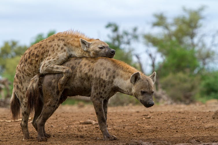 All female mammals have a clitoris – we're starting to work out what that means for their sex lives