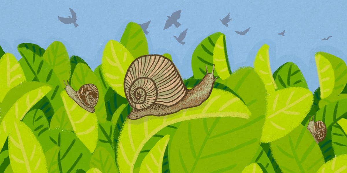 Curious Kids How Long Would Garden Snails Live If They Were Not
