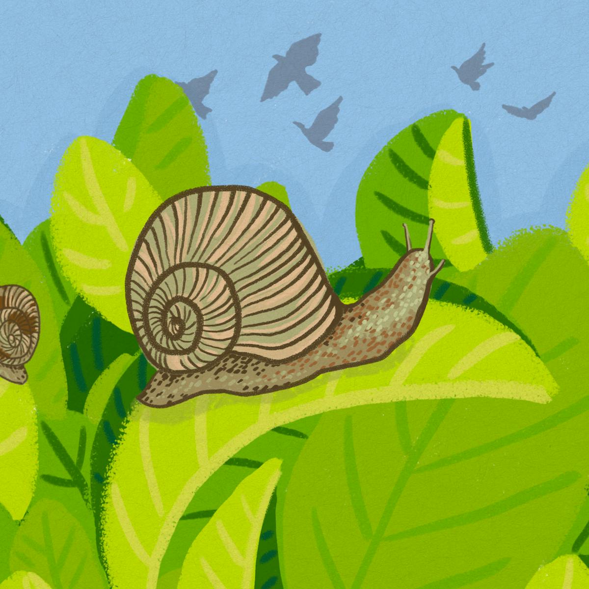 Curious Kids How Long Would Garden Snails Live If They Were Not