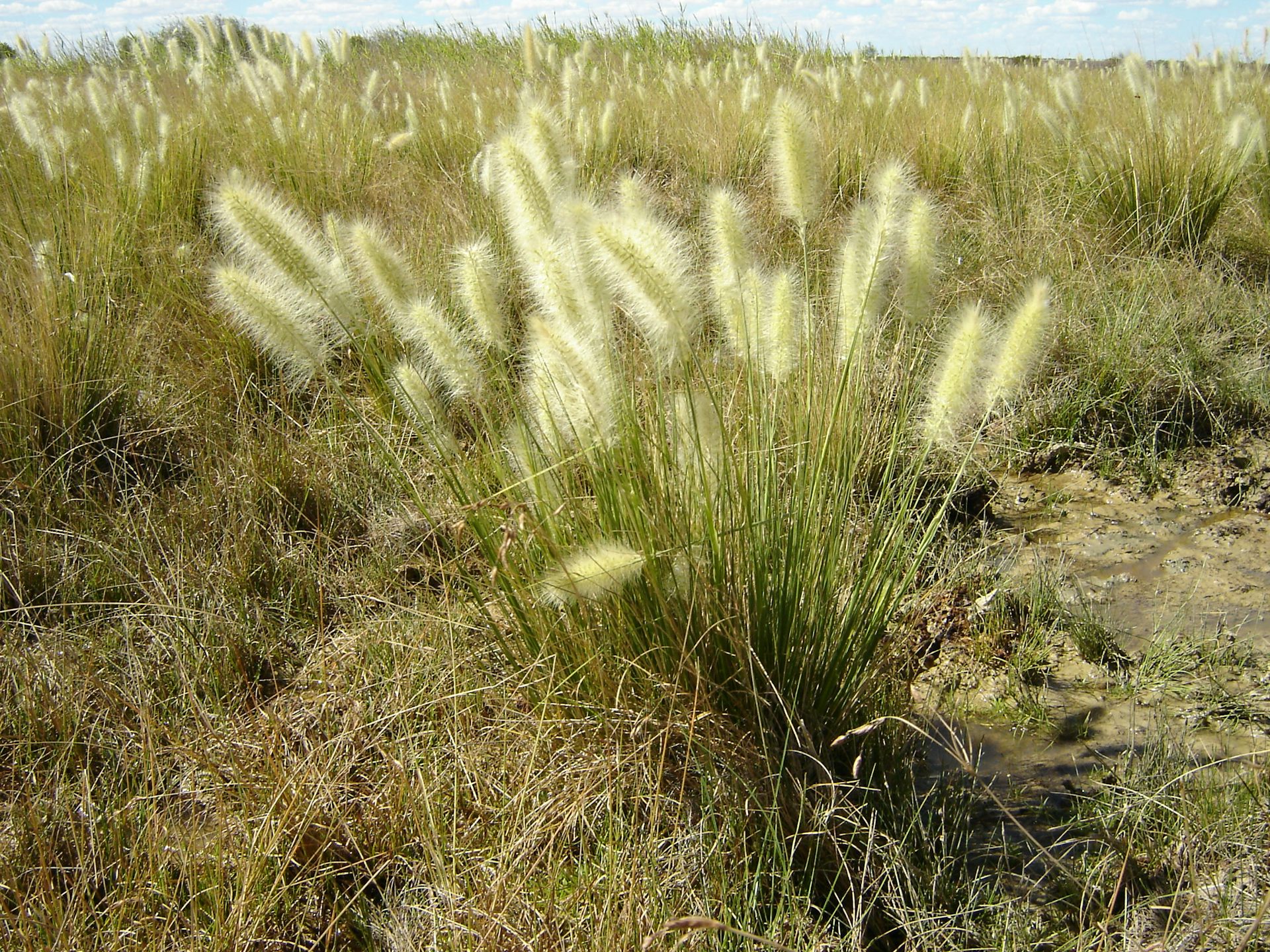 The swamp foxtail&rsquo;s origin is hidden in its DNA