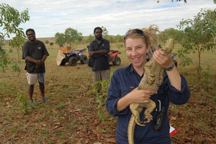 the curious case of shy lizards and deadly cane toads