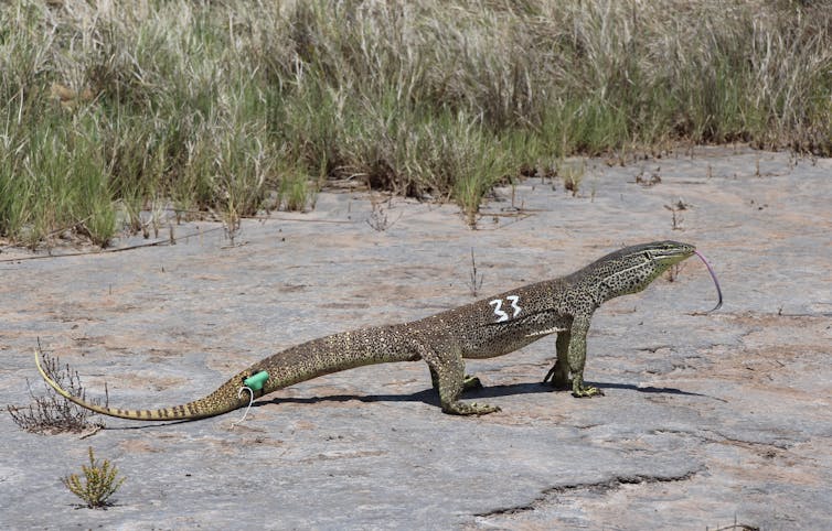 the curious case of shy lizards and deadly cane toads