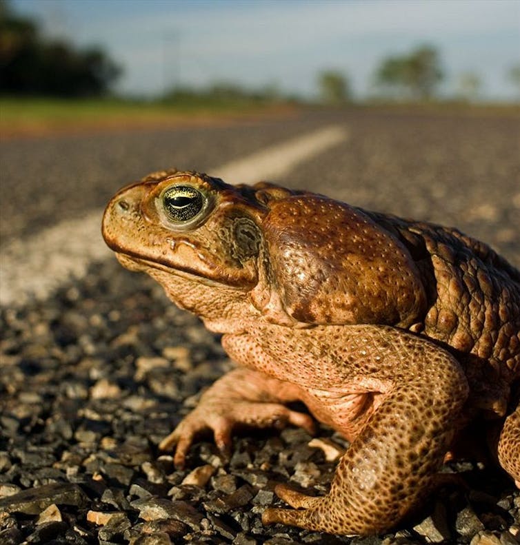 the curious case of shy lizards and deadly cane toads