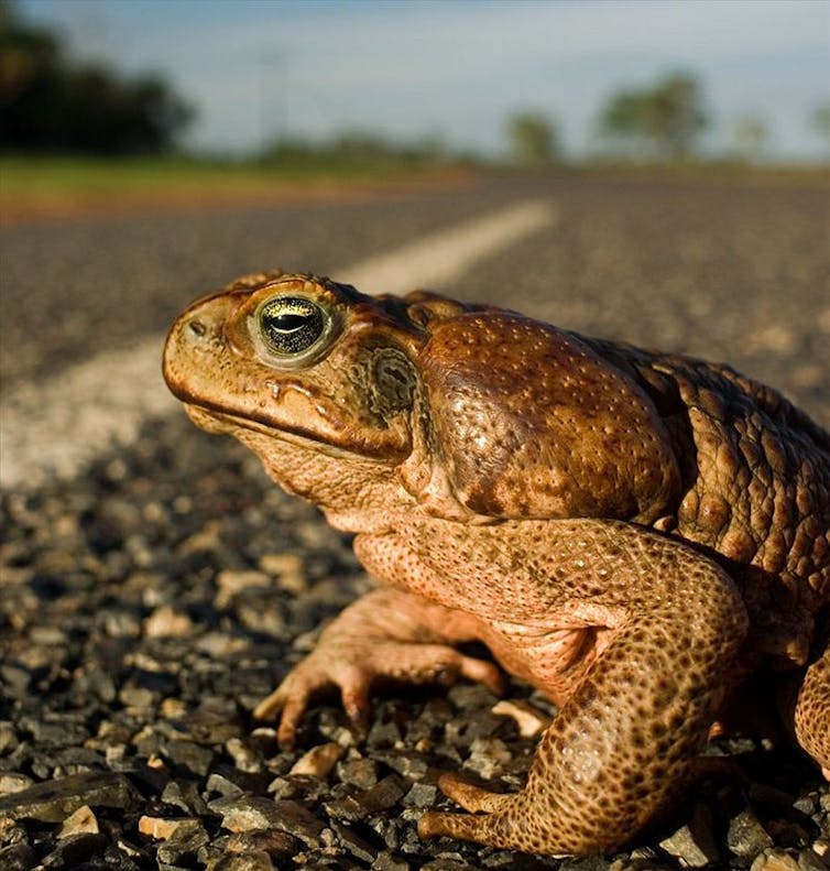 How indigenous expertise improves science: the curious case of shy lizards and deadly cane toads