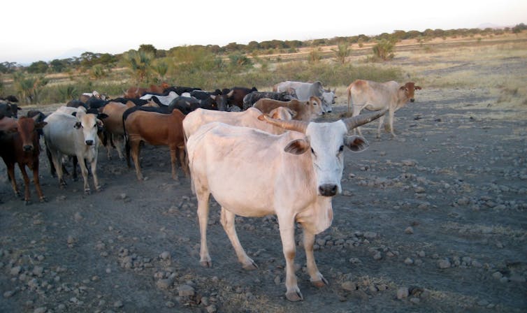 Ancient DNA is revealing the origins of livestock herding in Africa