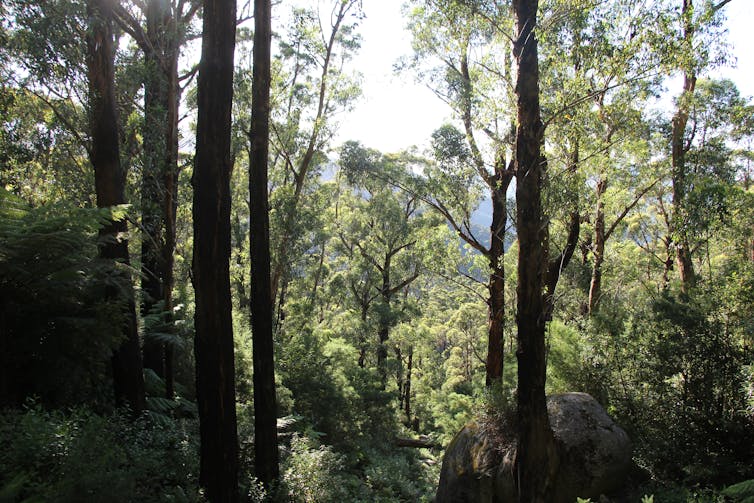 Logged native forests mostly end up in landfill, not in buildings and furniture