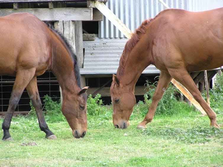 The success of Winx shows the value of symmetry in race horses