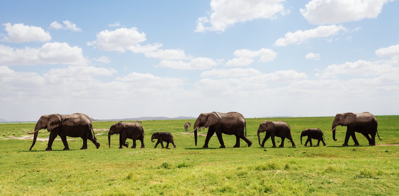 How the social lives of animals should form part of our conservation