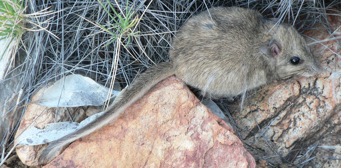 Australian endangered species: Central Rock-rat