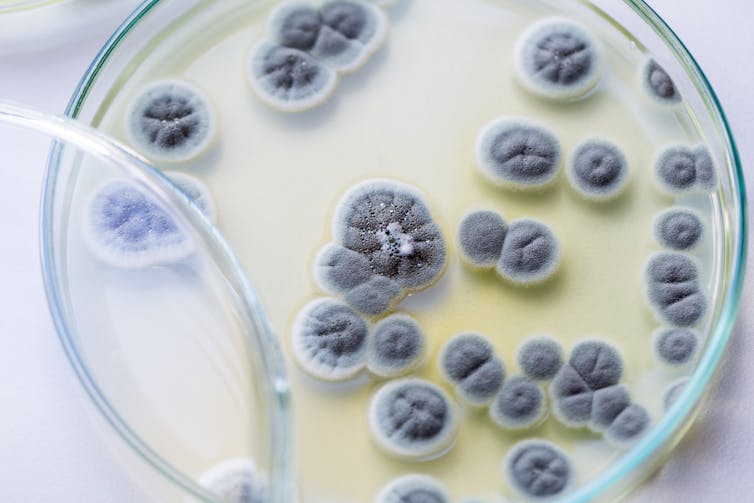 how do penicillin kill bacteria