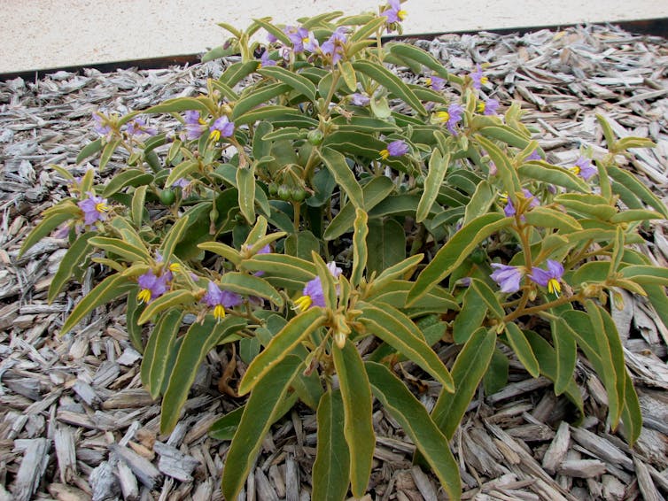 The tasty, weed-like desert raisin plant is as big as a carpark