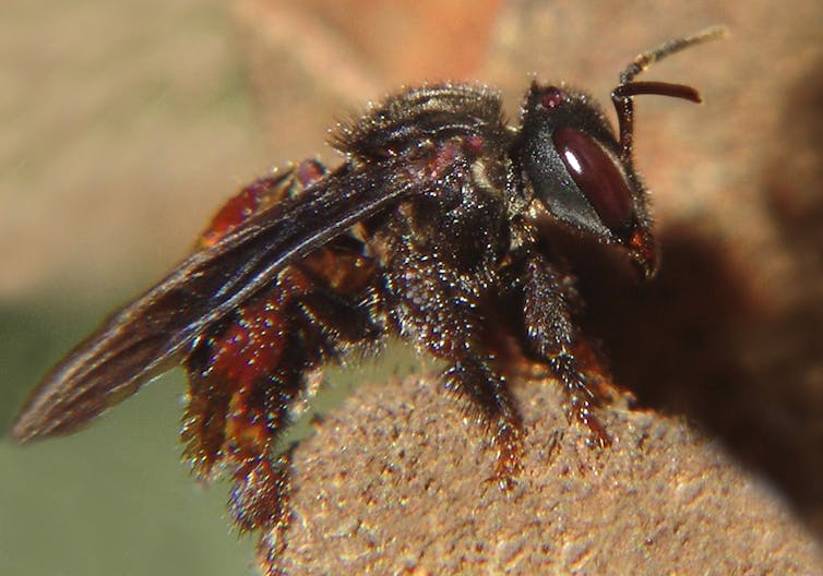 Bees seeking blood, sweat and tears is more common than you think