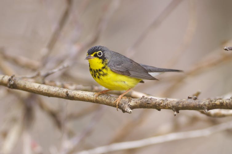 How birders helped pinpoint hotspots for migratory bird conservation