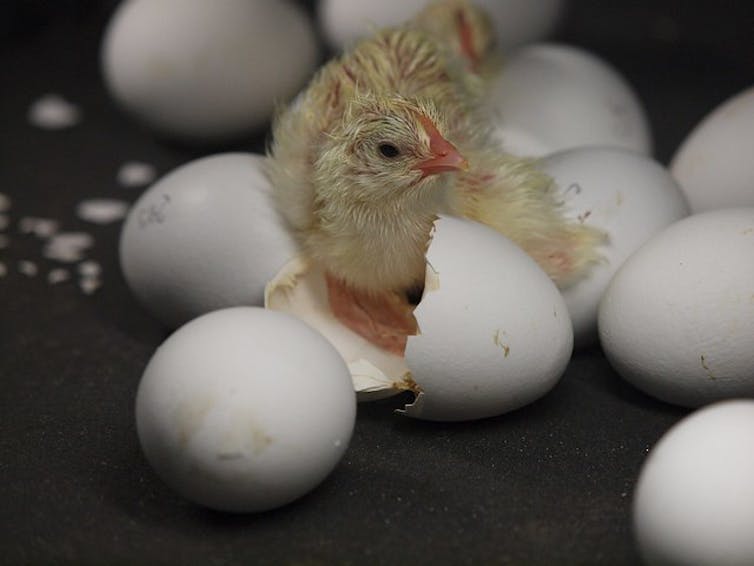 why do eggs have a yolk?