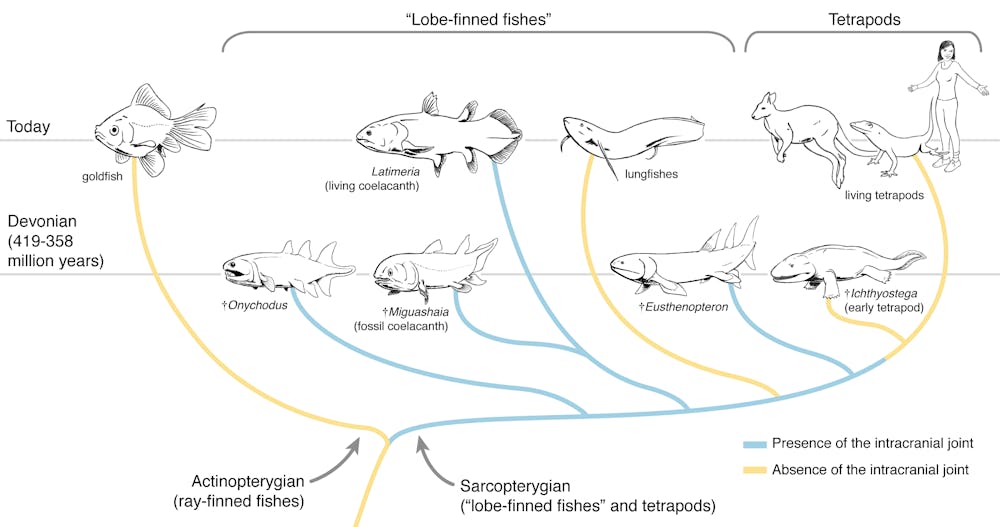 We scanned one of our closest cousins, the coelacanth, to learn how its
