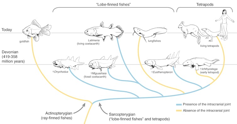 We scanned one of our closest cousins, the coelacanth, to learn how its brain grows