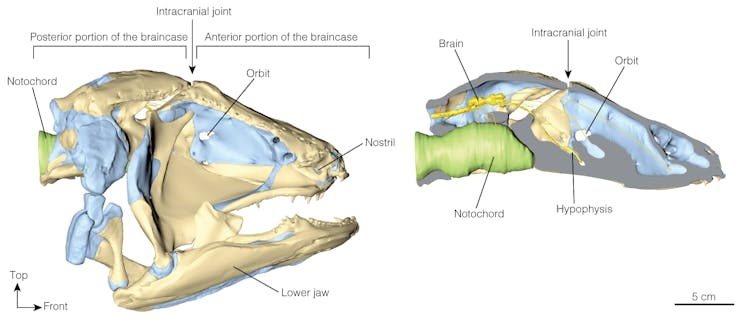 We scanned one of our closest cousins, the coelacanth, to learn how its brain grows