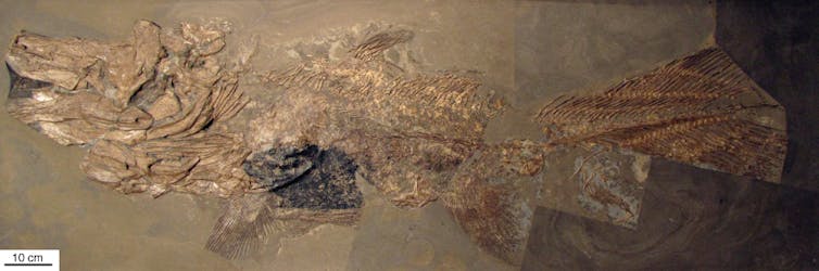 We scanned one of our closest cousins, the coelacanth, to learn how its brain grows