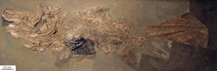 We scanned one of our closest cousins, the coelacanth, to learn how its brain grows
