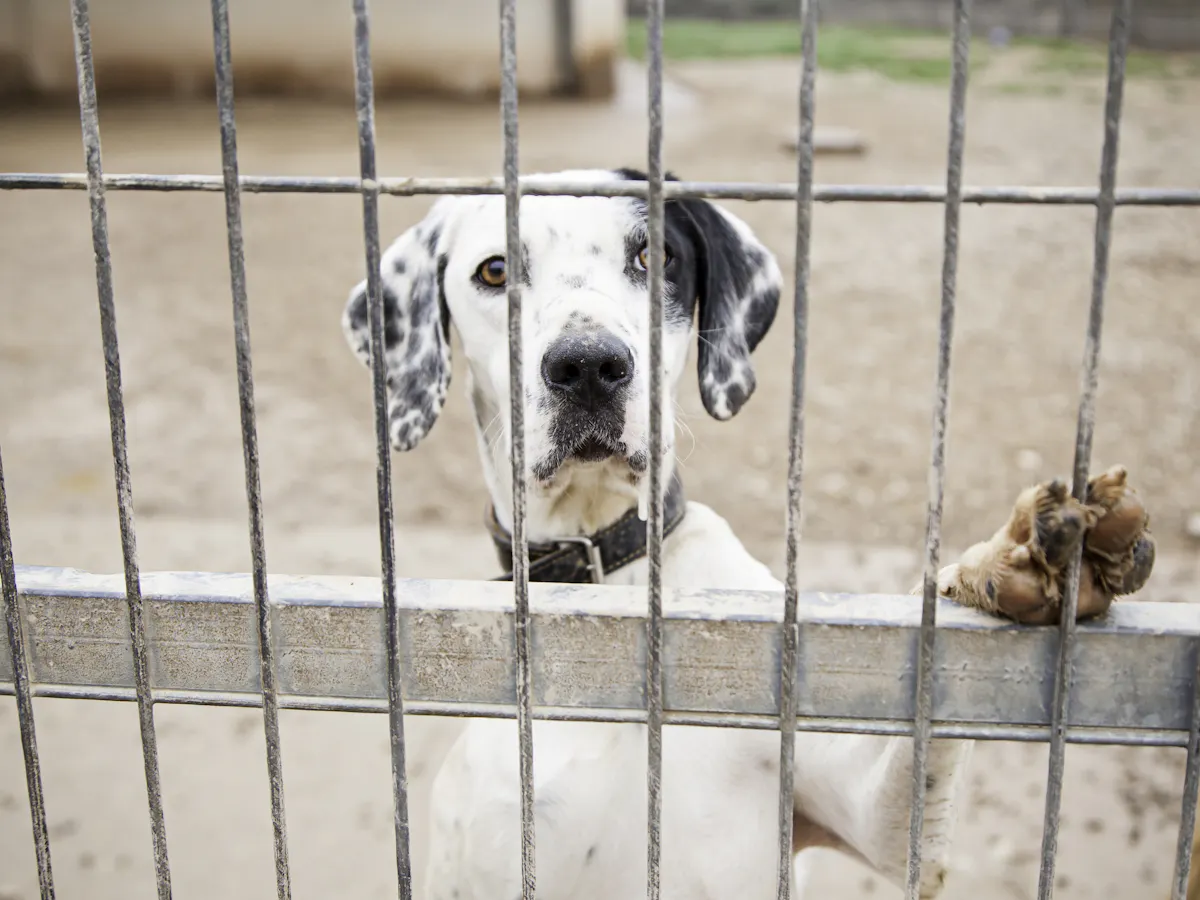 Why Abusive Husbands Kick Dogs But Angry Neighbors Poison Them