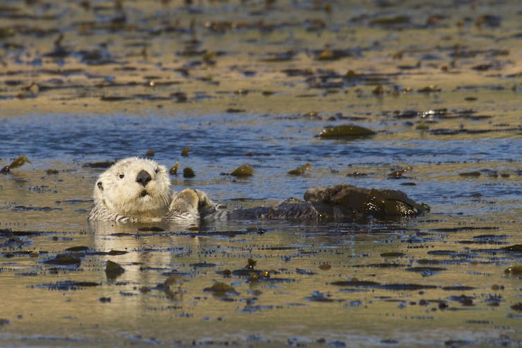 A sea otter rests in a kelp forest off California. By feeding on sea urchins, which eat kelp, otters help kelp forests spread and store carbon