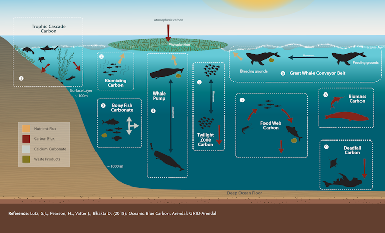 Scientists have identified nine mechanisms through which marine vertebrates play roles in the oceanic carbon cycle