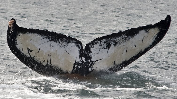 The brownish water at the base of this humpback whale’s fluke is a fecal plume, which can fertilize phytoplankton near the surface.