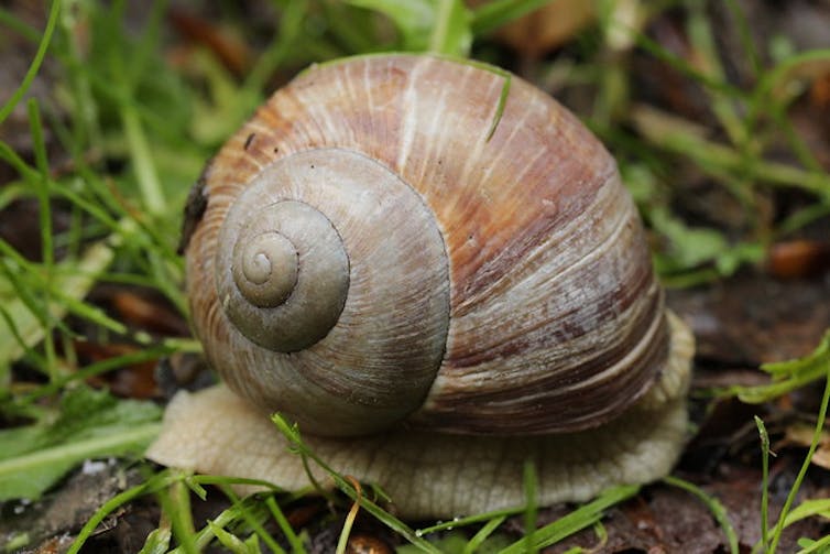 How long would garden snails live if they were not eaten by another animal?
