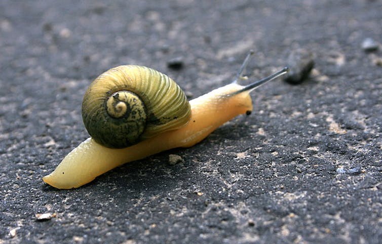 How long would garden snails live if they were not eaten by another animal?