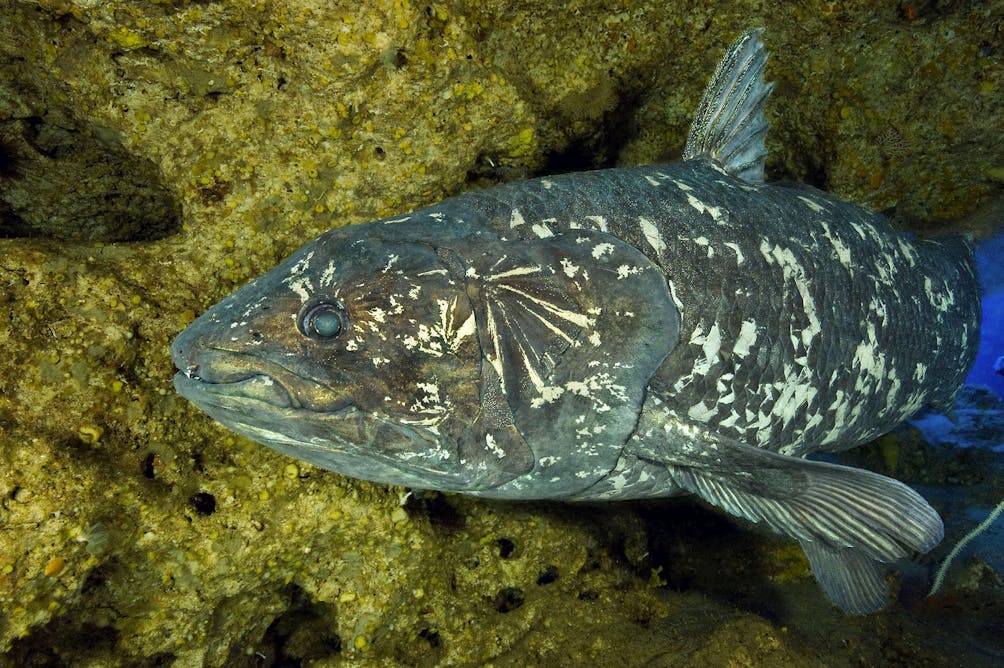 We scanned one of our closest cousins, the coelacanth, to learn how its