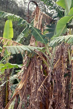 Panama disease 