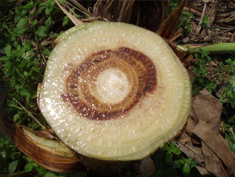 You might never be quite sure what to expect when you peeled a banana